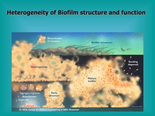 Heterogeneity of Biofilm structure and function 