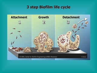 3 step Biofilm life cycle 