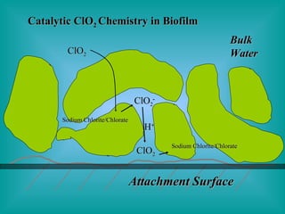 Attachment Surface Bulk Water ClO 2 S-S ClO 2 - ClO 2 H + Catalytic ClO 2  Chemistry in Biofilm Sodium Chlorite/Chlorate Sodium Chlorite/Chlorate 