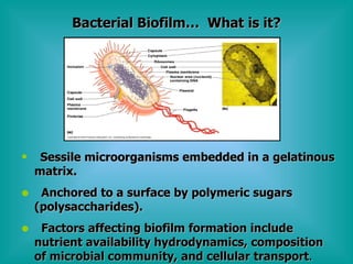 Bacterial Biofilm…  What is it? Sessile microorganisms embedded in a gelatinous matrix. Anchored to a surface by polymeric sugars (polysaccharides). Factors affecting biofilm formation include nutrient availability hydrodynamics, composition of microbial community, and cellular transport .  