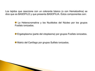 Los tejidos que reaccione con un colorante básico (o con Hematoxilina) se
dice que es BASÓFILO y que presenta BASOFILIA. Estos componentes son:
La Heterocromatina y los Nucléolos del Núcleo por los grupos
Fosfato ionizados.
Ergatoplasma (parte del citoplasma) por grupos Fosfato ionizados.
Matriz del Cartílago por grupos Sulfato ionizados.
 