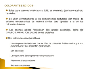 Sales cuya base es incolora y su ácido es coloreado (eosina o eosinato
de sodio)
Se unen primariamente a los componentes texturales por medio de
enlaces electrostáticos de manera similar pero opuesta a la de los
colorantes básicos
Las anilinas ácidas reaccionan con grupos catiónicos, como los
GRUPOS AMINO IONIZADOS de las proteínas
Son colorantes citoplasmáticos
Los componentes texturales que se tiñen de colorantes ácidos se dice que son
ACIDÓFILOS y que presentan ACIDOFILIA.
Son acidofilos:
La mayor parte del citoplasma no especializado.
Filamentos Citoplasmáticos.
Fibras extracelulares
COLORANTES ÁCIDOS
 