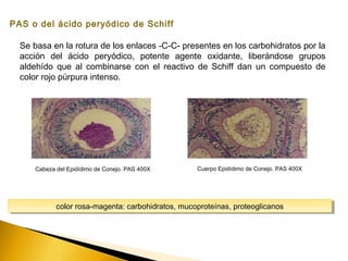 PAS o del ácido peryódico de Schiff
Se basa en la rotura de los enlaces -C-C- presentes en los carbohidratos por la
acción del ácido peryódico, potente agente oxidante, liberándose grupos
aldehído que al combinarse con el reactivo de Schiff dan un compuesto de
color rojo púrpura intenso.
Cuerpo Epidídimo de Conejo. PAS 400XCabeza del Epidídimo de Conejo. PAS 400X
color rosa-magenta: carbohidratos, mucoproteínas, proteoglicanoscolor rosa-magenta: carbohidratos, mucoproteínas, proteoglicanos
 