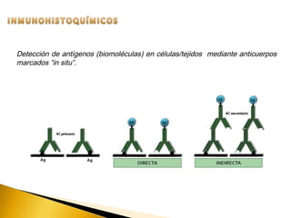 Detección de antígenos (biomoléculas) en células/tejidos mediante anticuerpos
marcados “in situ”.
 