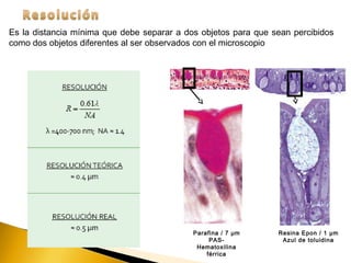 Es la distancia mínima que debe separar a dos objetos para que sean percibidos
como dos objetos diferentes al ser observados con el microscopio
Resina Epon / 1 μm
Azul de toluidina
Parafina / 7 μm
PAS-
Hematoxilina
férrica
 