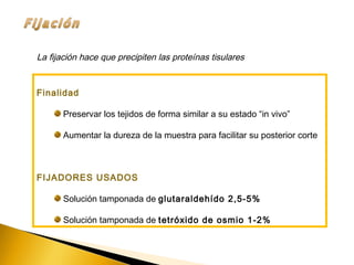 Finalidad
Preservar los tejidos de forma similar a su estado “in vivo”
Aumentar la dureza de la muestra para facilitar su posterior corte
FIJADORES USADOS
Solución tamponada de glutaraldehído 2,5-5%
Solución tamponada de tetróxido de osmio 1-2%
La fijación hace que precipiten las proteínas tisulares
 