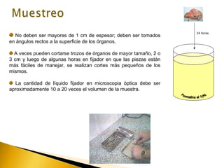 24 horas
No deben ser mayores de 1 cm de espesor; deben ser tomados
en ángulos rectos a la superficie de los órganos.
A veces pueden cortarse trozos de órganos de mayor tamaño, 2 o
3 cm y luego de algunas horas en fijador en que las piezas están
más fáciles de manejar, se realizan cortes más pequeños de los
mismos.
La cantidad de líquido fijador en microscopia óptica debe ser
aproximadamente 10 a 20 veces el volumen de la muestra.
 