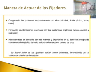 Coagulando las proteínas sin combinarse con ellas (alcohol, ácido pícrico, yodo,
calor)
Formando combinaciones químicas con las sustancias orgánicas (ácido crómico y
sus sales)
Reduciéndose en contacto con las mismas y originando en su seno un precipitado
sumamente fino (ácido ósmico, bicloruro de mercurio, cloruro de oro)
La mayor parte de los fijadores actúan como oxidantes, favoreciendo así la
coloración ulterior de los tejidos
 