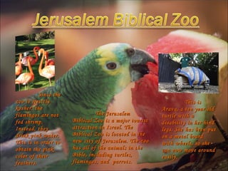The Jerusalem Biblical Zoo is a major tourist attraction in Israel. The Biblical Zoo is located in the new city of Jerusalem. The zoo has all of the animals in the Bible, including turtles, flamingos, and  parrots. Since the zoo is strictly kosher, the flamingos are not fed shrimp. Instead, they drink pink water. This is in order to obtain the pink color of their feathers. This is Arava, a ten year old turtle with a disability in her hind legs. She has been put on a metal board with wheels, so she can now move around easily. 