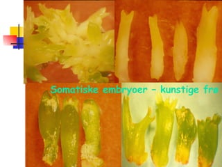 Somatiske embryoer – kunstige frø 