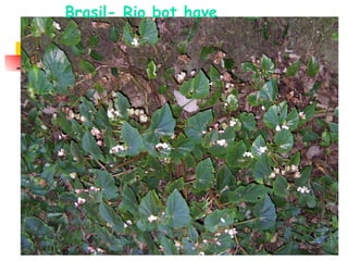 Brasil- Rio bot have 