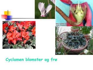 Cyclamen blomster og frø 