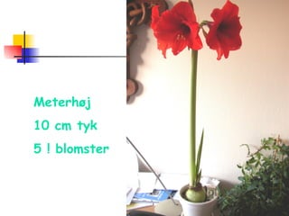 Meterhøj 10 cm tyk 5 ! blomster 