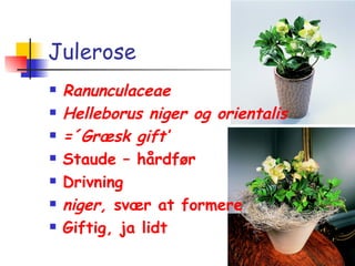 Julerose Ranunculaceae Helleborus niger og orientalis =´Græsk gift’ Staude – hårdfør Drivning niger,  svær at formere Giftig, ja lidt 