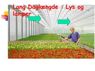 Lang Daglængde : Lys og lamper 