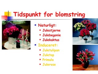 Tidspunkt for blomstring Naturligt:  Julestjerne Julebegonie Julekaktus Induceret: Juletulipan Juletop Primula Julerose 
