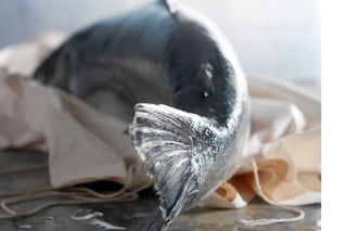 Stephen Hamilton Portfolio