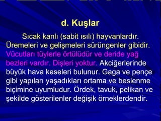 d. Kuşlar Sıcak kanlı (sabit ısılı) hayvanlardır .  Üremeleri ve gelişmeleri sürüngenler gibidir.   Vücutları tüylerle örtülüdür ve deride yağ bezleri vardır. Dişleri yoktur.  Akciğerlerinde büyük hava keseleri bulunur. Gaga ve pençe gibi yapıları yaşadıkları ortama ve beslenme biçimine uyumludur. Ördek, tavuk, pelikan ve şekilde gösterilenler değişik örneklerdendir. 