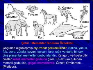 Şekil : Memeliler Sınıfının Örnekleri Çoğunda olgunlaşmış  alyuvarlar çekirdeksizdir.   Balina, yunus, fok, deve, zürafa, koyun, tavşan, fare, sığır ve daha bir çok cins plasentalı memeliler grubundandır . Kanguru ve koala gibi cinsler  keseli memeliler grubuna  girer. En az türü bulunan memeli grubu ise,  gagalı memelilerdir . Örnek; Ornitorenk (Platipus). 