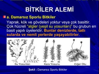 BİTKİLER ALEMİ a. Damarsız Sporlu Bitkiler Yaprak, kök ve gövdeleri yoktur veya çok basittir. Çok hücreli  “algler (yeşil su yosunları)”  bu grubun en basit yapılı üyeleridir.  Bunlar denizlerde, tatlı sularda ve nemli yerlerde yaşayabilirler. Şekil :  Damarsız Sporlu Bitkiler 