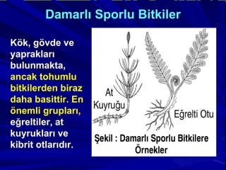Damarlı Sporlu Bitkiler Kök, gövde ve yaprakları bulunmakta,  ancak tohumlu bitkilerden biraz daha basittir. En önemli grupları,  eğreltiler, at kuyrukları ve kibrit otlarıdır. 