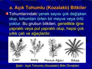 a. Açık Tohumlu (Kozalaklı) Bitkiler Tohumlarındaki  çenek sayısı çok değişken olup, tohumları örten bir meyve veya örtü yoktur.  Bu grubun bitkileri,  genellikle iğne yapraklı veya pul yapraklı olup, hepsi çok yıllık çalı ve ağaçlardır. Şekil : Açık Tohumlu (Kozalaklı) Bitki Örnekleri 
