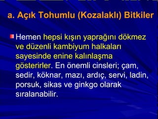 a. Açık Tohumlu (Kozalaklı) Bitkiler Hemen  hepsi kışın yaprağını dökmez ve düzenli kambiyum halkaları sayesinde enine kalınlaşma gösterirler . En önemli cinsleri; çam, sedir, köknar, mazı, ardıç, servi, ladin, porsuk, sikas ve ginkgo olarak sıralanabilir. 