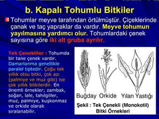 b. Kapalı Tohumlu Bitkiler Tohumlar meyve tarafından örtülmüştür. Çiçeklerinde çanak ve taç yapraklar da vardır.  Meyve tohumun yayılmasına yardımcı olur.  Tohumlardaki çenek sayısına göre  iki alt gruba ayrılır. Tek Çenekliler :  Tohumda bir tane çenek vardır.  Damarlanma genellikle paralel tiptedir.   Çoğu tek yıllık otsu bitki, çok azı (palmiye ve muz gibi) ise çok yıllık bitkilerdir.  En önemli örnekler; zambak, soğan, lale, tahılgiller, muz, palmiye, kuşkonmaz ve orkide olarak sıralanabilir. 
