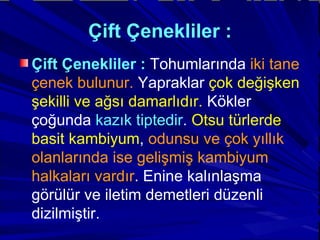 Çift Çenekliler : Çift Çenekliler :   Tohumlarında  iki tane çenek bulunur.  Yapraklar  çok değişken şekilli ve ağsı damarlıdır.  Kökler çoğunda  kazık tiptedir .  Otsu türlerde basit kambiyum ,  odunsu ve çok yıllık olanlarında ise gelişmiş kambiyum halkaları vardır . Enine kalınlaşma görülür ve iletim demetleri düzenli dizilmiştir. 