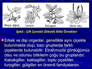 Erkek ve dişi organlar, genellikle aynı çiçekte bulunmakta olup, bazı gruplarda farklı çiçeklerde bulunabilir. Etrafımızda gördüğümüz otsu ve odunsu bitkilerin çoğu bu gruptandır. Kabakgiller, baklagiller, toplu çiçekliler, turpgiller, gülgiller en önemli familyalardır. Şekil : Çift Çenekli (Dikotil) Bitki Örnekleri 