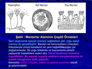 Şekil : Mantarlar Aleminin Çeşitli Örnekleri Spor oluşturarak eşeysiz üremeyi sağladıkları gibi, çoğu eşeyli üremeyi de gerçekleştirir.  Bazıları ise tomurcuklanır (mayalar). Köksüleriyle (rizoit) kendilerini bir yere bağladıklarından yer değiştiremezler. Bir çoğu bitkilerde ve hayvanlarda parazit yaşayarak hastalıklara neden olur.  Genel beslenme biçimleri saprofitliktir. Bu sayede organik artıkların parçalanmasına ve madde döngüsüne katkı yaparlar.  Mantarlar;  küfler, mayalar, paslar ve şapkalı mantarlar  olarak gruplandırılabilir.  