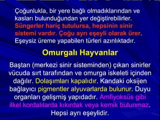 Çoğunlukla, bir yere bağlı olmadıklarından ve kasları bulunduğundan yer değiştirebilirler.  Süngerler hariç tutulursa, hepsinin sinir sistemi vardır. Çoğu ayrı eşeyli olarak ürer . Eşeysiz üreme yapabilen türleri azınlıktadır. Omurgalı Hayvanlar Baştan (merkezi sinir sisteminden) çıkan sinirler vücuda sırt tarafından ve omurga iskeleti içinden dağılır.  Dolaşımları kapalıdır . Kandaki oksijen bağlayıcı  pigmentler alyuvarlarda bulunur . Duyu organları gelişmiş yapıdadır.  Amfiyoksüs gibi ilkel kordalılarda kıkırdak veya kemik bulunmaz . Hepsi ayrı eşeylidir. 