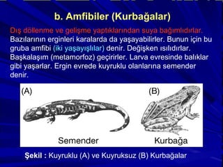 b. Amfibiler (Kurbağalar) Dış döllenme ve gelişme yaptıklarından suya bağımlıdırlar.  Bazılarının erginleri karalarda da yaşayabilirler. Bunun için bu gruba amfibi  (iki yaşayışlılar)  denir. Değişken ısılıdırlar. Başkalaşım (metamorfoz) geçirirler. Larva evresinde balıklar gibi yaşarlar. Ergin evrede kuyruklu olanlarına semender denir. Şekil :  Kuyruklu (A) ve Kuyruksuz (B) Kurbağalar 