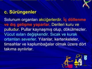 c. Sürüngenler Solunum organları  akciğerlerdir .  İç döllenme ve dış gelişme yaparlar .  Derileri kuru ve pulludur.  Pullar kaynaşmış olup, dökülmezler.  Vücut ısıları değişkendir. Sıcak ve kurak ortamları severler.  Yılanlar, kertenkeleler, timsahlar ve kaplumbağalar olmak üzere dört takıma ayrılırlar. 