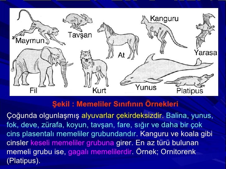 Sıcak kanlı hayvanlar ... Sıcak kanlı hayvan örnekleri Sıcak kanlı hayvanlar ... Sıcak kanlı hayvan örnekleri