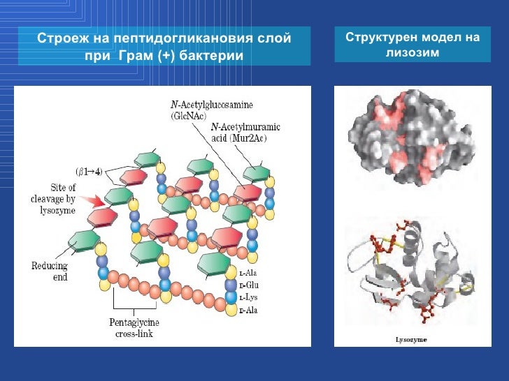 Roumyana pancheva dissertation image