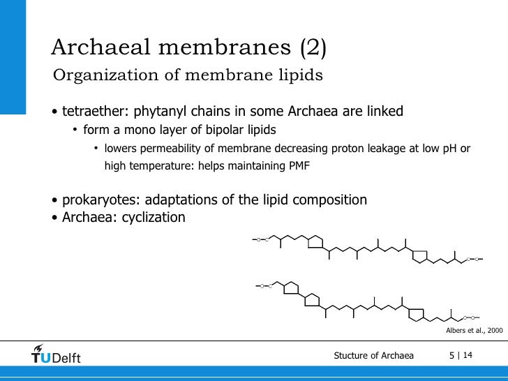 small overview on Archaea
