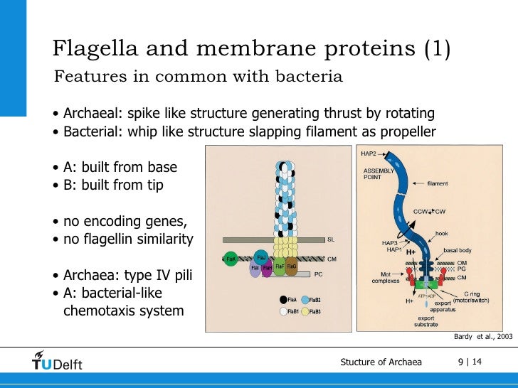 small overview on Archaea