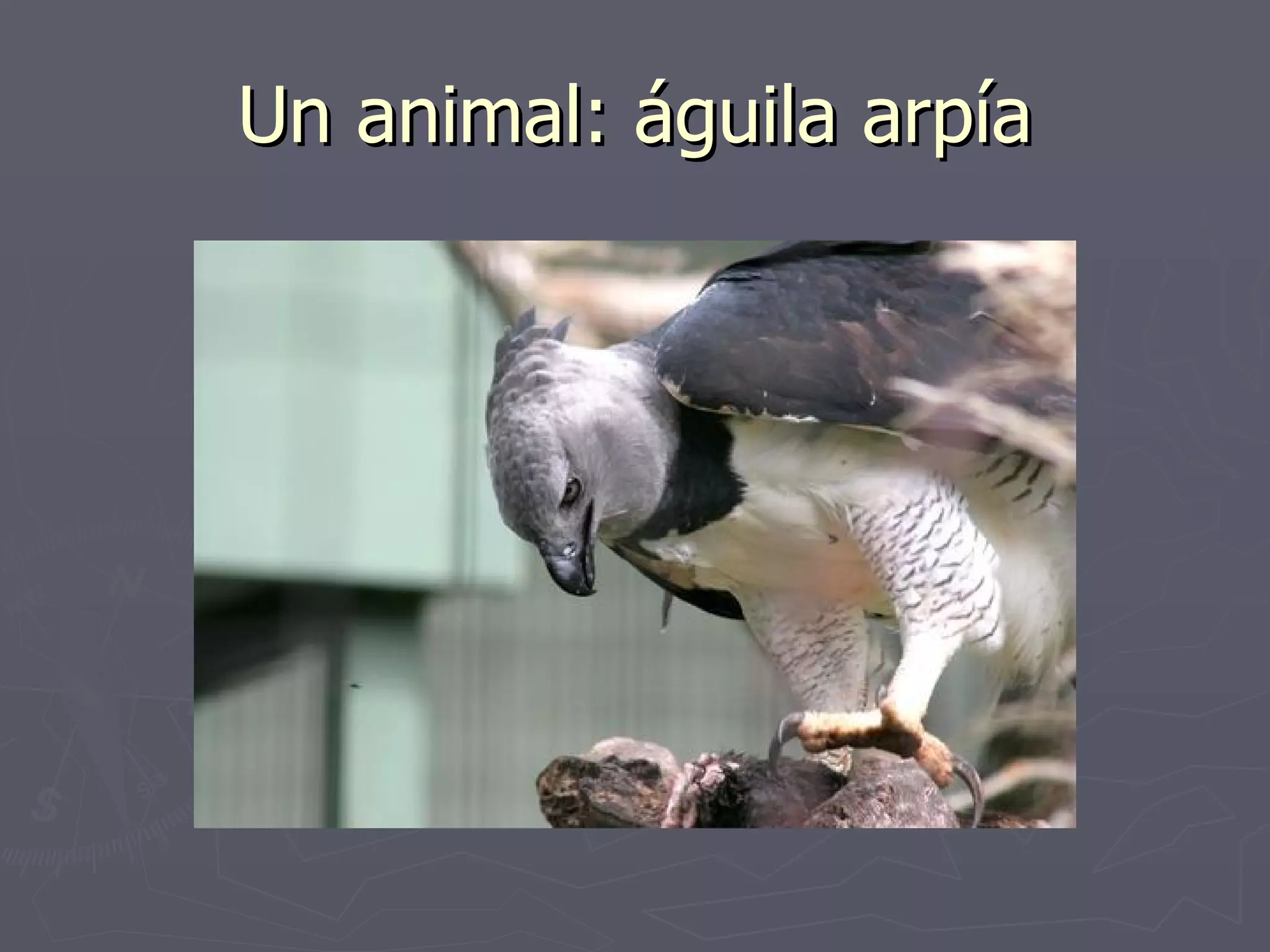 Un animal: águila arpía 