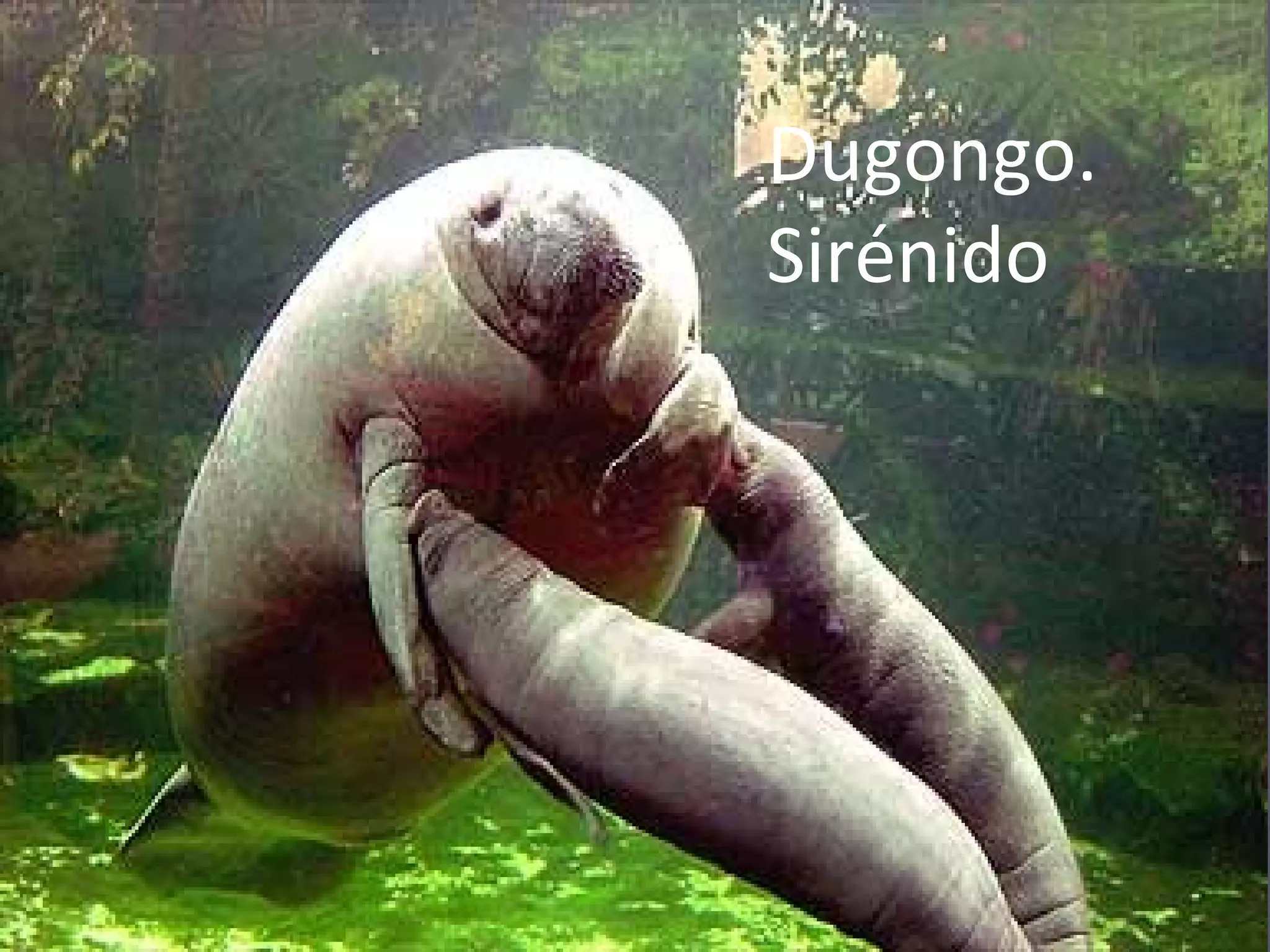 Dugongo. Sirénido 