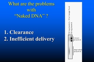 Naked DNA And DNA Vaccines  A Retrospective