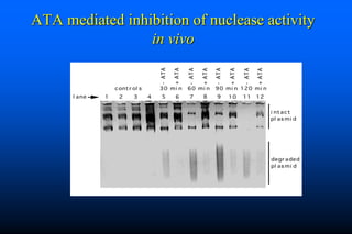 Naked DNA And DNA Vaccines  A Retrospective