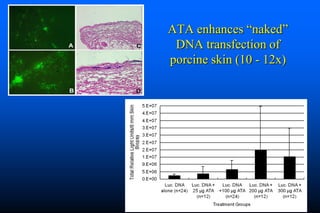 Naked DNA And DNA Vaccines  A Retrospective