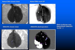 Naked DNA And DNA Vaccines  A Retrospective