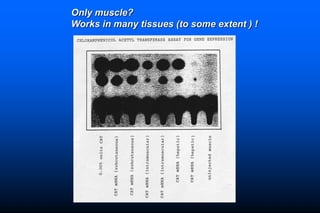 Naked DNA And DNA Vaccines  A Retrospective