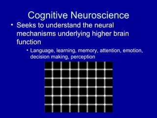 Cognitive Neuroscience Seeks to understand the neural mechanisms underlying higher brain function Language, learning, memory, attention, emotion, decision making, perception 