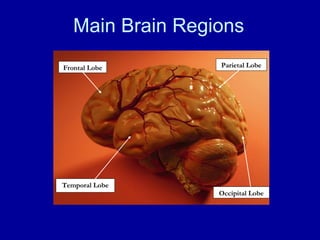 Main Brain Regions Occipital Lobe Frontal Lobe Parietal Lobe Temporal Lobe 