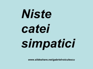 Niste  catei simpatici www.slideshare.net/gabrielvoiculescu 
