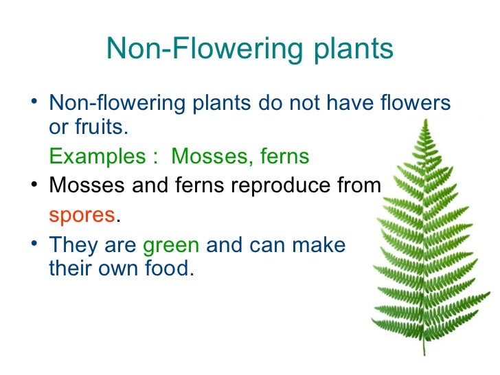 Non Flowering Plants Revision
