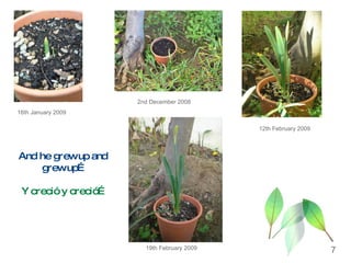 And he grew up and grew up… Y creció y creció… 2nd December 2008 16th January 2009 12th February 2009 19th February 2009 7 